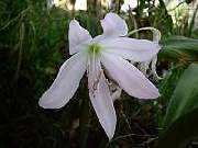 Crinum Moorei White